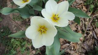 white tulip.JPG