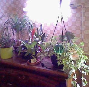 Houseplant collection growing.JPG