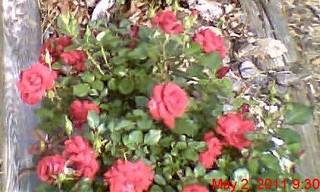 My miniature red rose bush.jpg