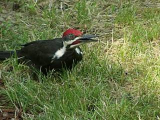 pileated_woodpecker.jpg