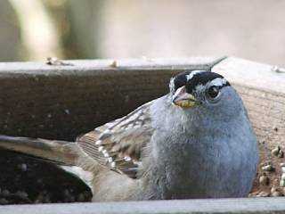 white_crowned_sparrow.jpg